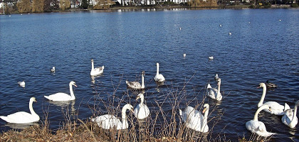 Лебеди озера Альстер, символ Гамбурга