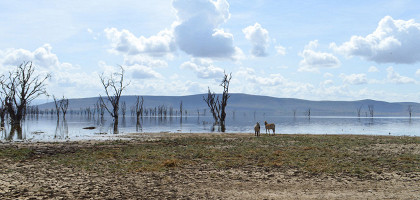 Зебры на берегу озера Накуру, Кения