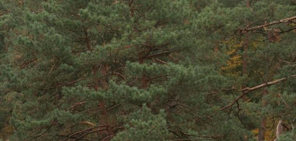 Красивые сосны в Звенигороде