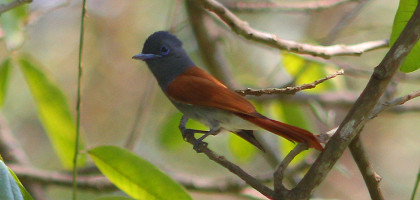 Национальный парк Горонгоса, райская мухоловка