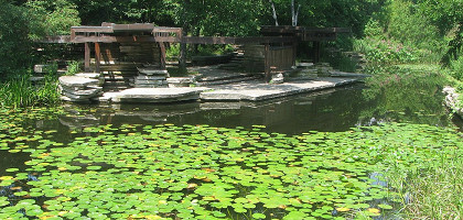 Бассейн с лилиями Альфреда Колдуэлла в Линкольн-парке