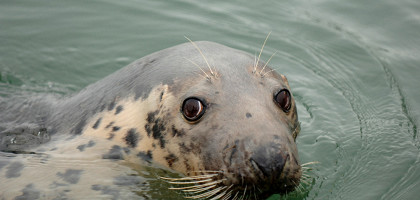 Морской тюлень в Корке