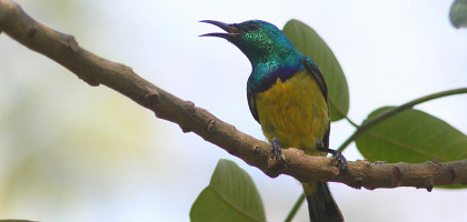 Национальный парк Горонгоса, ошейниковая нектарница