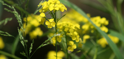 Природа Кавказа
