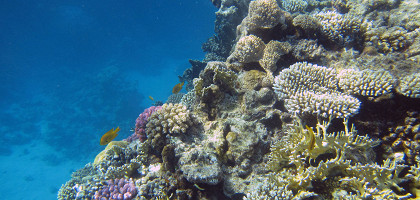 Национальный парк Рас-Мохаммед, коралловый риф