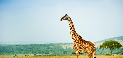 Жираф, Кения