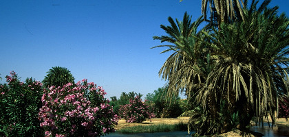 Goulmine Oasis, Марокко