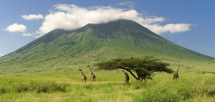 Животный мир Танзании