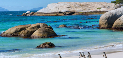 Пингвины идут купаться, Кейптаун