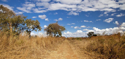 Большое дерево на обочине грунтовой дороги в Замбии