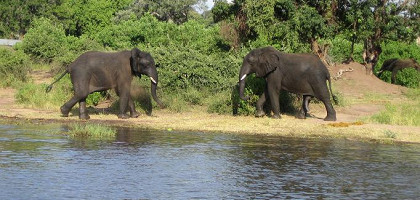 Слоны в Ботсване