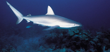Представительница подводного мира-белая акула, Багамские острова