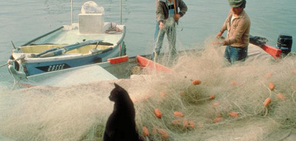 Котик просит у рыбаков немного рыбки в Акко