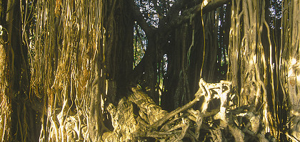 Деревья на Маврикии