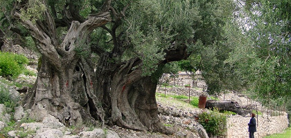 Оливковое дерево, которому, как утверждают 1500 лет, Итака