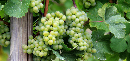 Винная тропа Люксембурга, урожай винограда