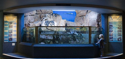 Аквариум с морскими рыбами, Кейптаун