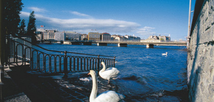 Лебеди на набережной Женевы