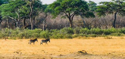 Зебры в национальном парке Хванге, Зимбабве