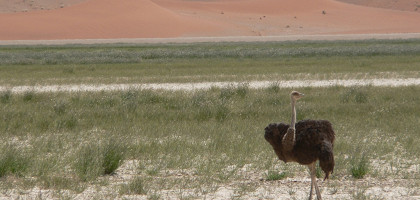 Животные в заповеднике Соссусвлей, Намиб