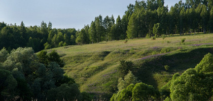 Заповедник «Тульские засеки»