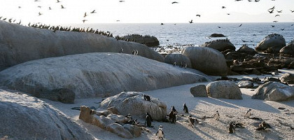 Стая пингвинов на берегу Кейптауна
