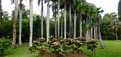 Ботанический сад Памплемус, Маврикий