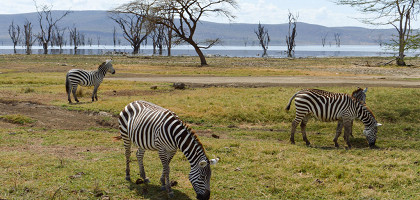 Зебры в национальном парке Накуру, Кения
