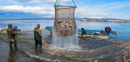 Рыбаки ловят тихоокеанскую сельдь в Охотском море