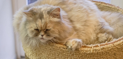 Республика котов и кошек