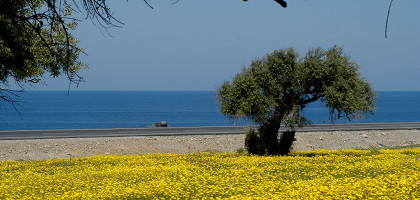 Летние цветы Северного Кипра