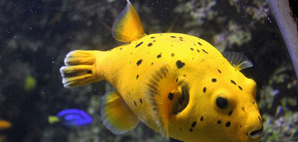 Представитель морской фауны в морском центре Sea Life, Хельсинки