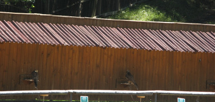 Охотничьи птицы, учавствующие в шоу для гостей Замка Жлебы, Чехия
