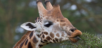 Жираф в национальном парке Накуру, Кения