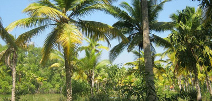 Затопленные пальмы Ковалама