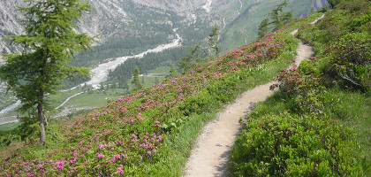 Цветочная тропа, Курмайор