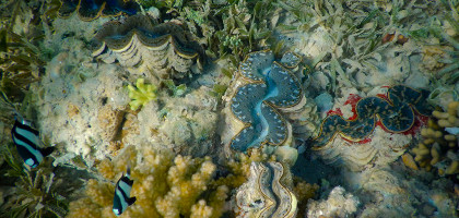 Яркие краски подводного мира, Сома-Бей