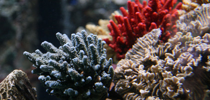 Морской центр Sea Life, кораллы