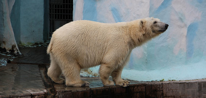Белый медведь в Новосибирском зоопарке, Новосибирск