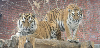 Амурские тигры, Зоопарк Челябинска