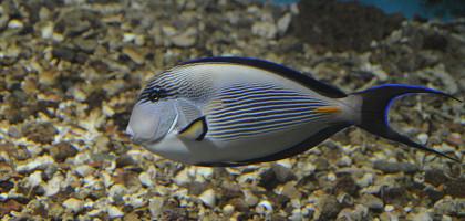 Аквариум в отеле Sea Life Hotel, Хургада