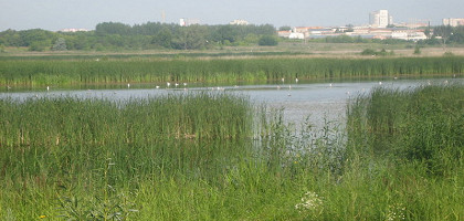 Птичья гавань Омска