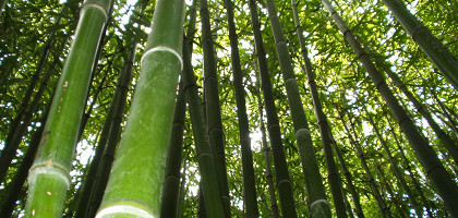 Бамбук, Никитский ботанический сад, Россия