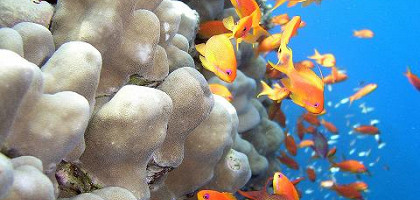 Подводные красоты у берегов Фиджи