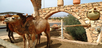 Верблюды в музее керамики в Геллале, Джерба