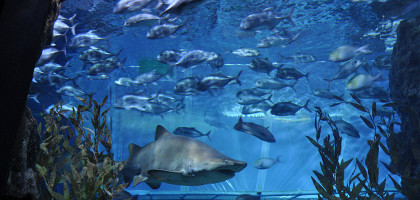 Обитатели аквариума Sea Life Bangkok Ocean World