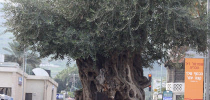 500-летнее дерево в Тверии