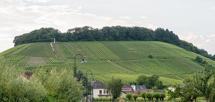Винная тропа Люксембурга, виноградник на склоне холма