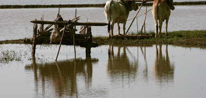 Рисовые поля Мьянмы