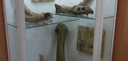 Орловский краеведческий музей, останки мамонта